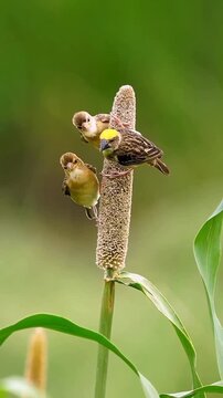 Baya weaver bird feeding its chicks on pearl millet crop in natural habitat