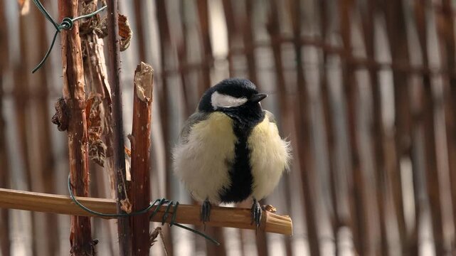 M&eacute;sange bleue se nourrissant sur un balcon en milieu urbain. Une sc&egrave;ne naturelle montrant la pr&eacute;sence de la faune sauvage au c&oelig;ur de la ville.
