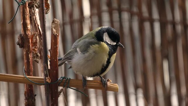 M&eacute;sange bleue pos&eacute;e sur une branche install&eacute;e sur un balcon en milieu urbain. Une sc&egrave;ne naturelle illustrant la pr&eacute;sence de la petite faune sauvage au c&oelig;ur de la ville.