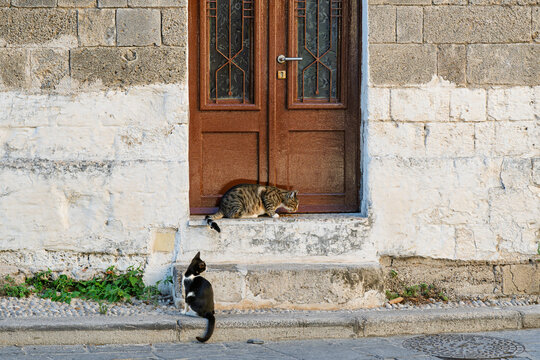 A stray small black and white cat watches an adult tabby cat eat dry food off of a doorstep in the medieval center of Rhodes Town, on the Mediterranean island of Rhodes, Greece.