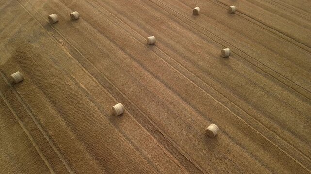 dry bale of straw 4K drone. Aerial view of harvested field with round hay bales arranged in rows, showcasing the agricultural landscape under soft sunlight during late afternoon
