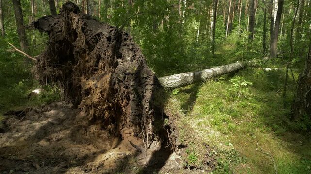 Wide view of fallen birch tree and massive uprooted roots