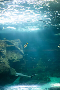 fish and coral reef in aquarium, rays of light