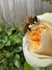 Honey Bee Pollinating a Garden Rose © Yiming
