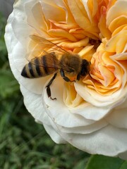 Honey Bee Pollinating a Garden Rose © Yiming