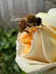 Honey Bee Pollinating a Garden Rose © Yiming