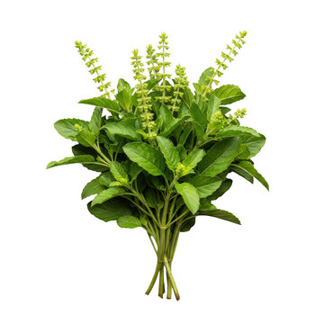 Vibrant bunch of green holy basil with flower spikes on a transparent background, top-down view showing leaf textures and stems, organic herbal produce concept