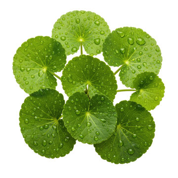 Vibrant green gotu kola leaves with spherical water droplets isolated on a white background in a macro overhead view. Concept of botanical freshness