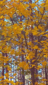 Colorful autumn tree canopy illuminated by sunlight