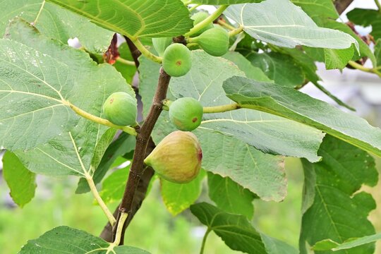 Fig tree fruit. Moraceae Ficus Dioecious. Syconia structures containing numerous small flowers and syconia of the female tree develop into the edible figs.