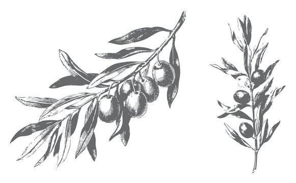 Hand drawn olive branches with ripe fruits and narrow leaves for label design.
