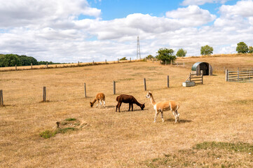 Naklejka premium Alpacas grazing in an open golden field beneath dramatic summer clouds
