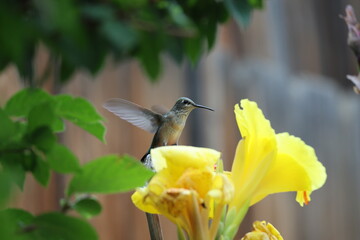 Hummingbird Drinking Nectar from Flowers © Elzbieta 