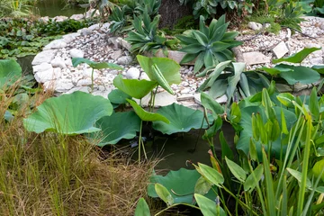 Fototapete Badezimmer Pond garden featuring lush lotus leaves, water plants, agave, and decorative rocks creating a tranquil natural landscape  © Sunlight