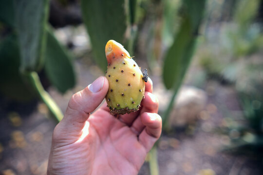 Hand holding ripe prickly pear fruit, organic cactus fruit harvesting in nature, healthy food concept