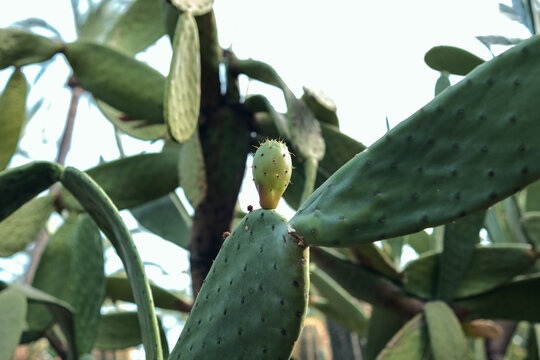 Prickly pear cactus with nopal fruit growing in arid environment, showing desert plant resilience and vitality