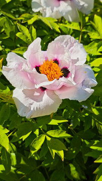 White tree peony flower blooming in green garden closeup
