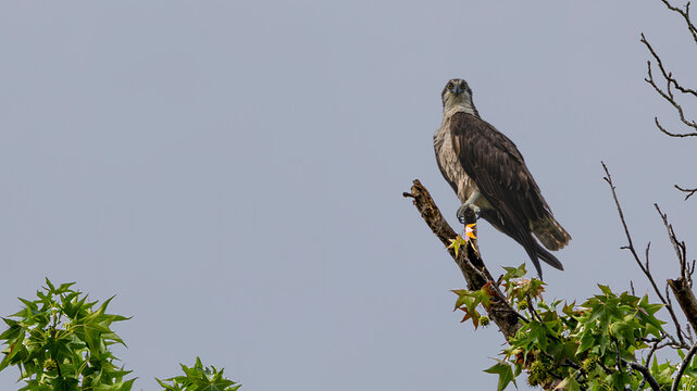 Osprey perched high in sweetgum tree