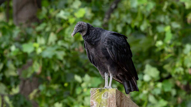 Black vulture perched on wooden post