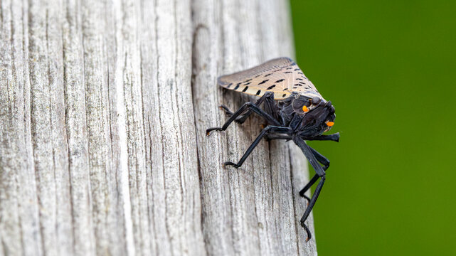Spotted lanternfly on weathered wood