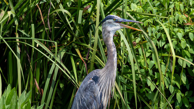 Great Blue Heron among green reeds