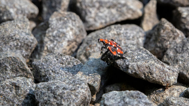 Spotted lanternfly nymph on gravel