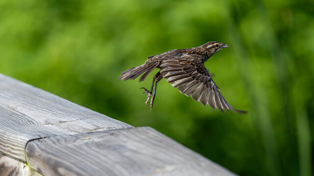Female type blackbird taking flight