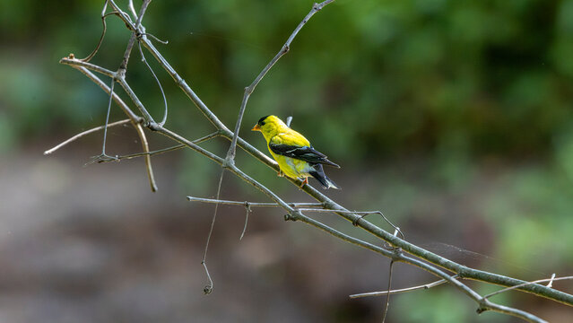 Male American Goldfinch perched on branches