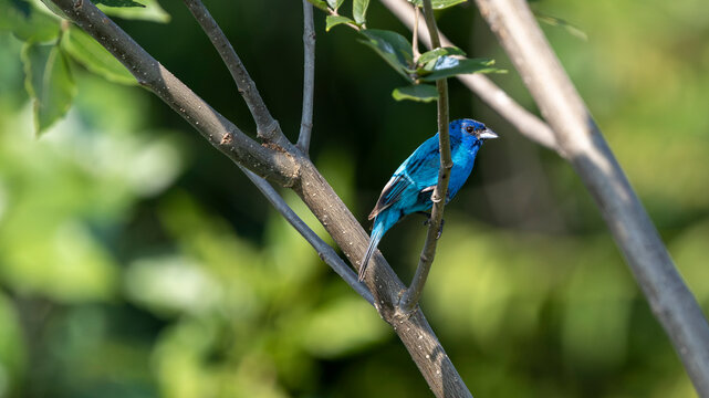 Male Indigo Bunting perched in branches