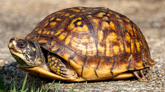 Eastern box turtle close up on path