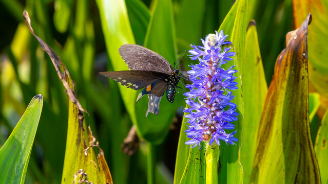 Swallowtail butterfly on purple wetland flower