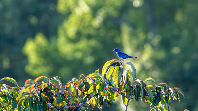 Male Indigo Bunting on sunlit branch
