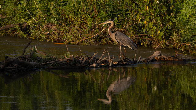Great Blue Heron by wooded riverbank