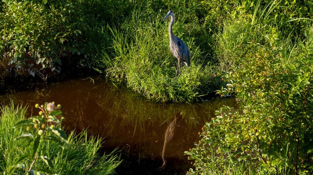 Great Blue Heron by wetland stream
