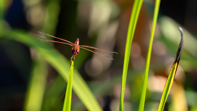 Orange dragonfly perched on wetland reed