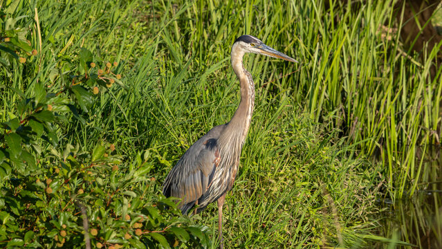 Great Blue Heron in marsh grass