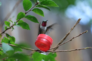 Hummingbird Drinking Nectar © Elzbieta 
