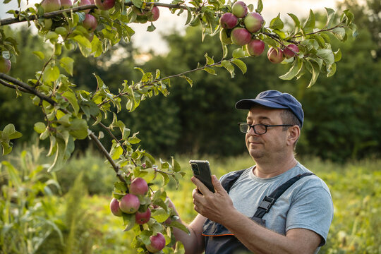 Gardener stands beside apple tree, looking at his phone in an orchard. The scene shows ripe apples on the branches and green grass around him. It is late afternoon