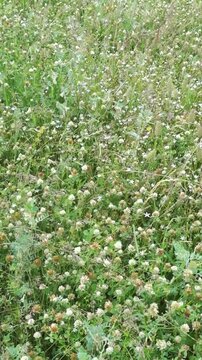 Green clover meadow swaying in summer wind vertical video