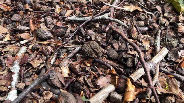 Close Up of Empty Beech Nut on Forest Floor