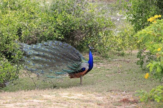 Indian peafowl (Pavo cristatus), adult male, Bundala National Park, Sri Lanka