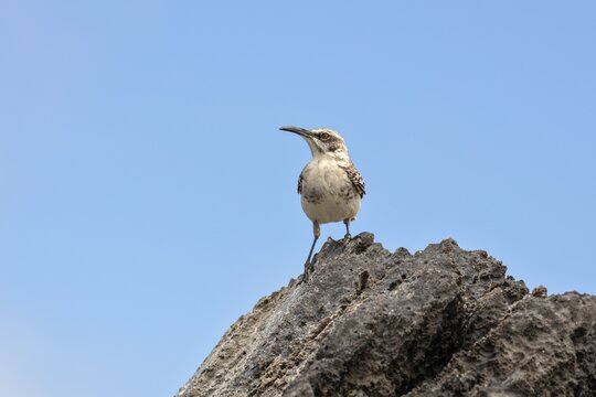 Gal&aacute;pagos mockingbird (Mimus parvulus, syn.: Nesomimus parvulus), Galapagos, Ecuador
