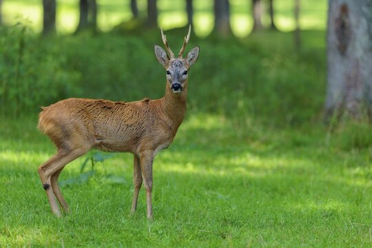 A roe buck (Capreolus capreolus) stands attentively in a green meadow at the edge of the forest on a sunny day. Bavaria, Germany