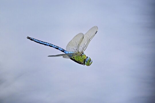 An emperor dragonfly (Anax imperator) in flight, Lindenberg, Freiamt, Canton of Aargau, Switzerland