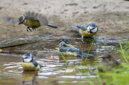 Blue tit, parus caeruleus, bath, bird bath, birds, garden, tits, passeri, songbirds, songbirds, tits, drinking water, birdbath, birds, watering place