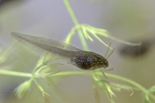 Common frog, common frog, rana temporaria, amphibians, amphibians, three weeks old, frog, frogs, young animal, juvenile, tadpole, larva, amphibians, amphibians, amphibians