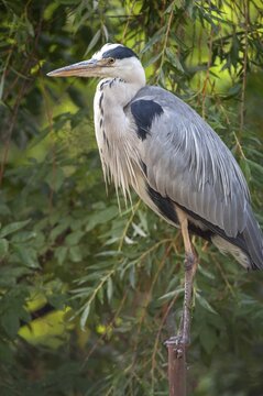 Ardea cinerea, heron, gray heron, birds, ciconiiformes, high size, portrait, heron, walking birds, wading birds, birds