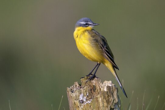 Motacilla flava, sheeptail, western yellow wagtail, yellow wagtail, birds, male, passeri, songbirds, birds