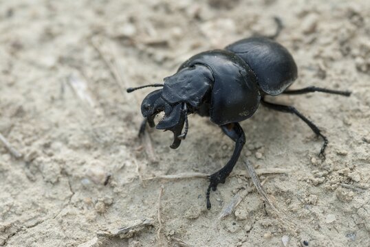 Lethrus apterus, vine trimmer, beetle, Bulgaria, insects, insects, beetles