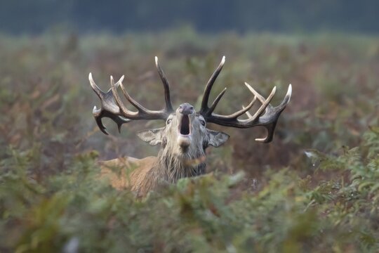 Red deer (Cervus elaphus) adult male stag animal roaring during the rutting season in bracken, England, United Kingdom